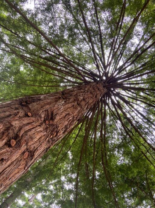 ~* The Spectacular Spyglass Treehouse *~ Occidental Extérieur photo